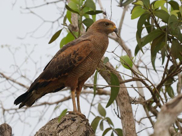 Savannebuizerd (Buteogallus meridionalis)